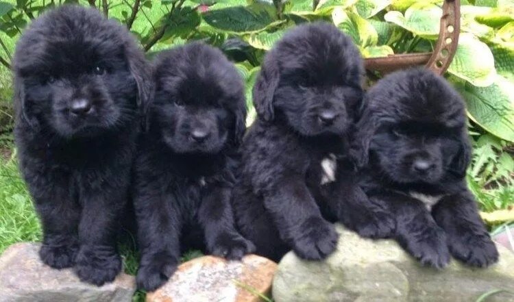 Порода собак ньюфаундленд фото цена щенки 20 Cool Facts About the Newfoundland Dog Breed Newfoundland puppies, Newfoundlan