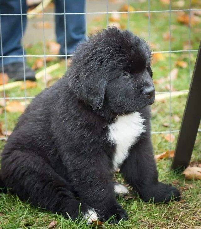 Порода собак ньюфаундленд фото цена щенки 35+ Adorable Newfoundland Photos That Prove These Dogs Are Giant Teddy Bears Dog