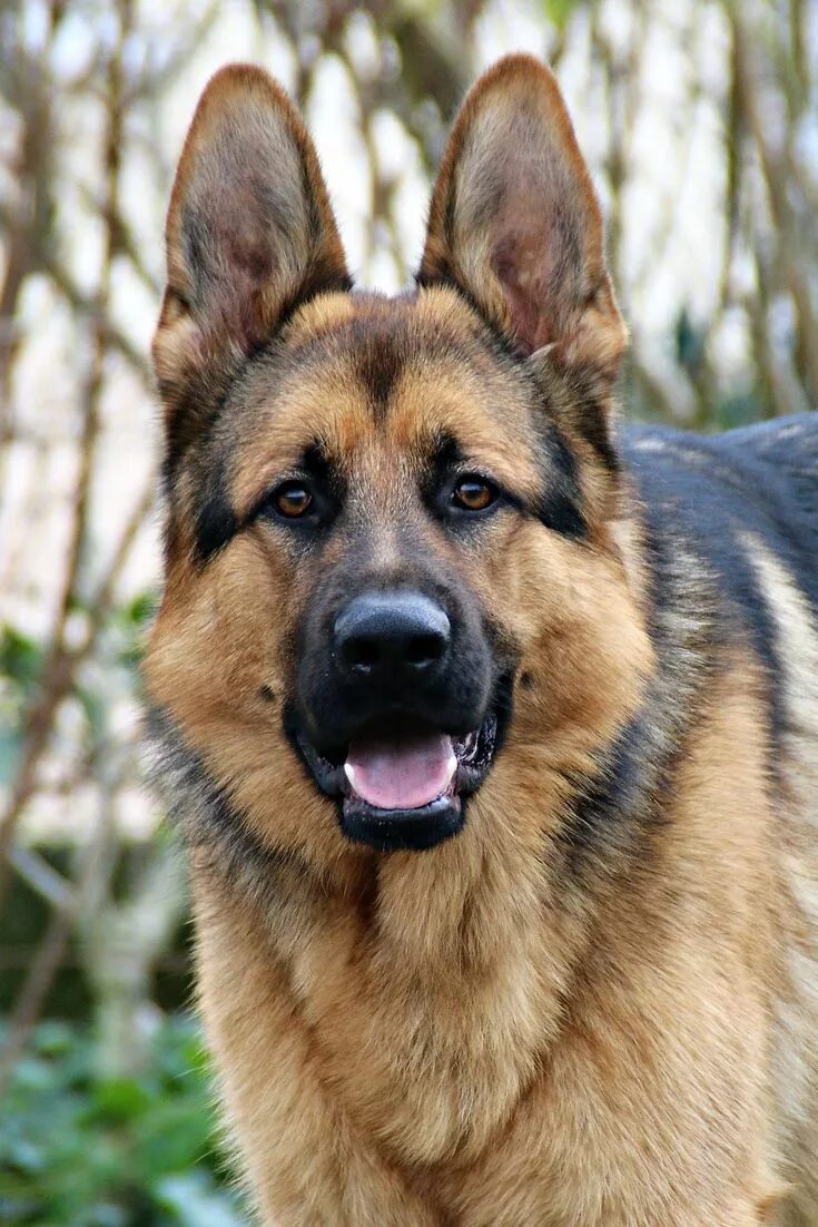 Порода собак овчарка фото How to Get Rid of German Shepherd Dog Odor? German shepherd dogs, Shepherd dog, 