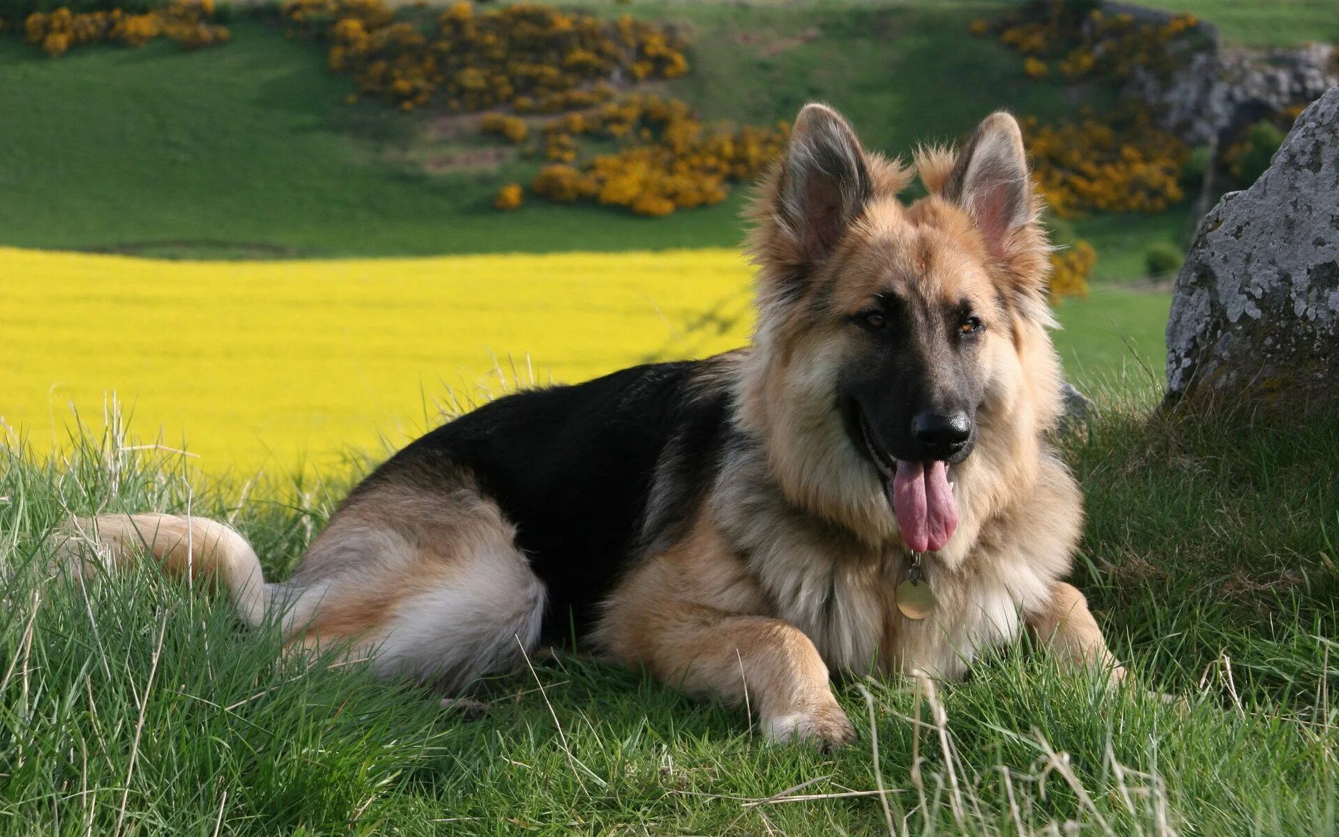 Порода собак овчарка фото цена Alman Çoban Köpeğinin (German Shepherd Dog) Bakımı ve Temel Özellikleri http://w