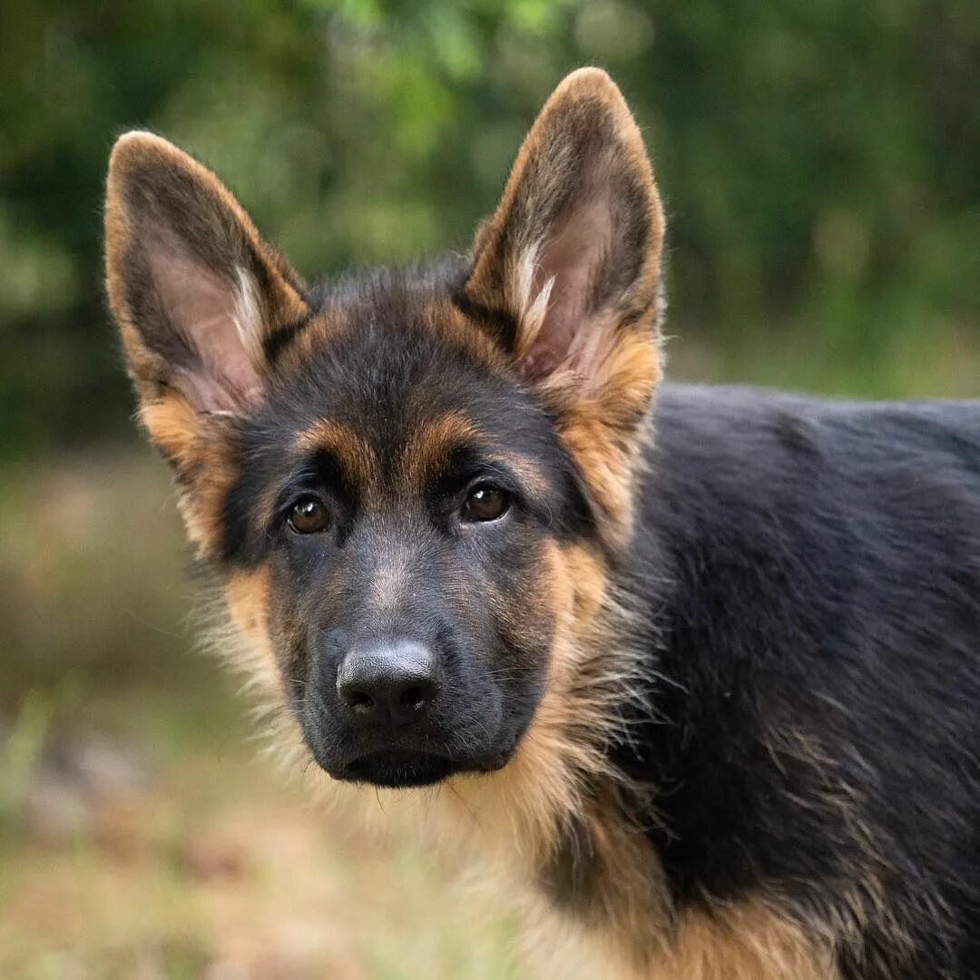 Порода собак овчарка фото цена Enzo ❤ Duitse herders, Herdershond, Duitse herder