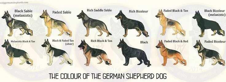 Порода собак овчарки какие бывают фото gswork-lineng German shepherd dogs, German shepherd, Dog infographic