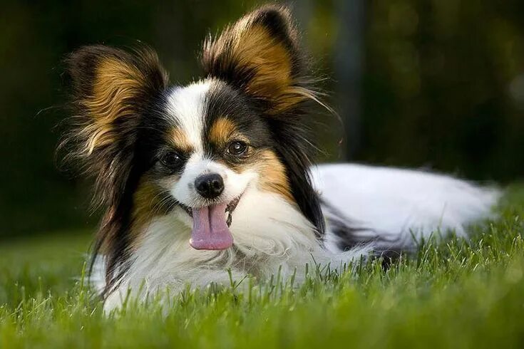 Порода собак папильон фото Meet the Papillon, the Tiny Dog With Big Ears Cute dogs breeds, Papillon dog, Sp