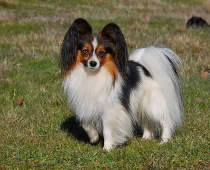 Порода собак папильон фото описание породы Papillon Dog Breed "Cutest & Smartest Gift for Everyone" Papillon dog, Papillon 