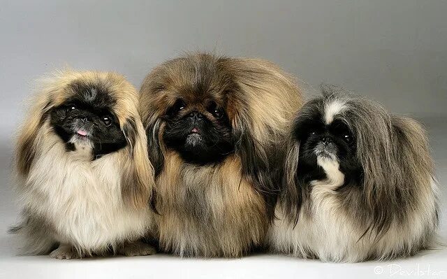 Порода собак пекинес фото Zummi & Mõmmi & Tupsu Pekingese dogs, Pekingese puppies, Toy dog breeds