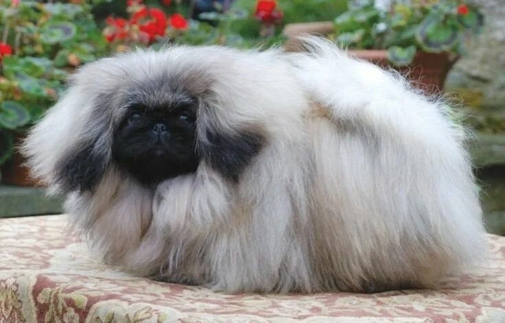 Порода собак пекинес фото El perro que suelta mucho pelo Perros, Perros pekines, Perros pequines