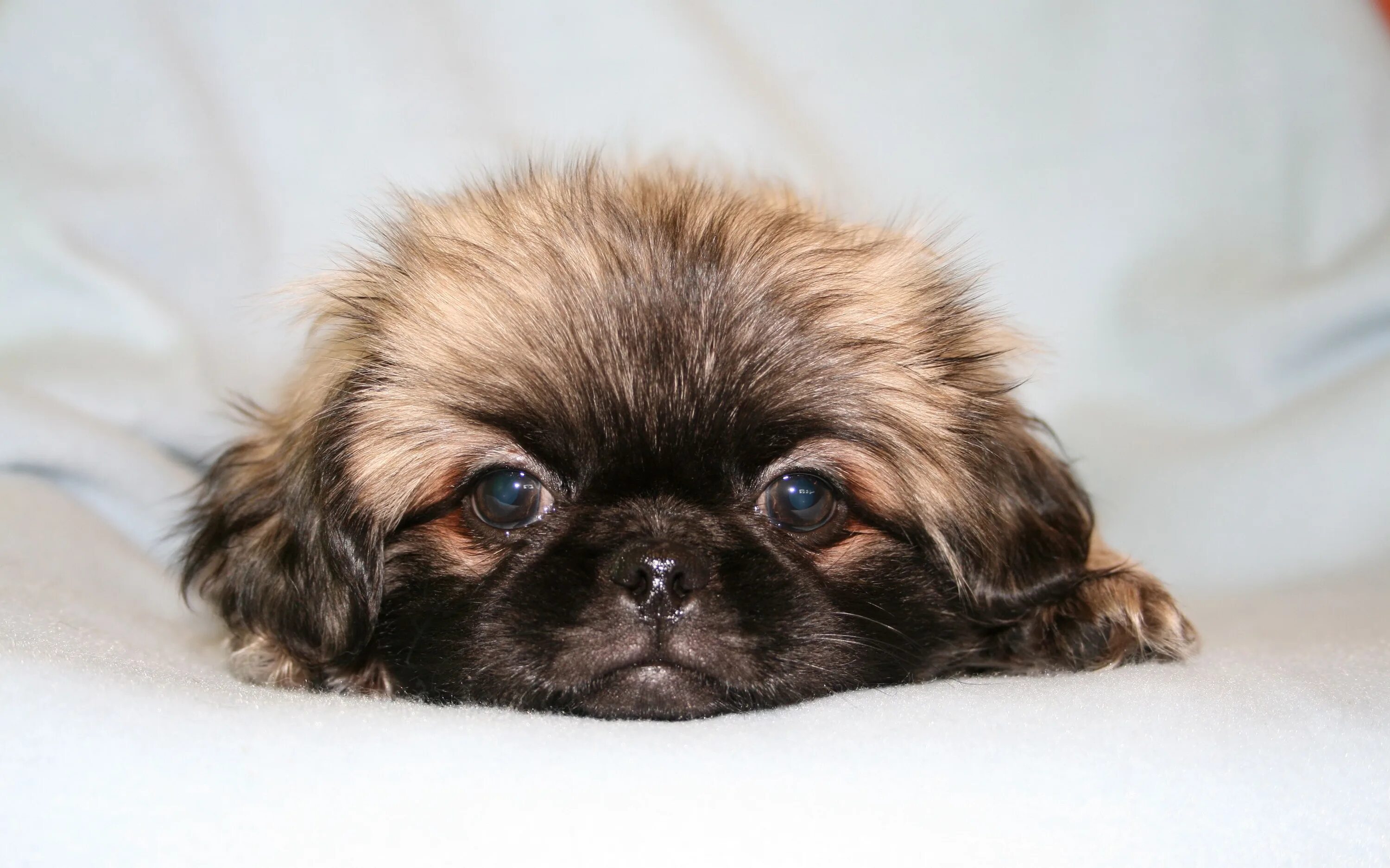 Pekingese dogs, Pekingese puppies, Pekingese