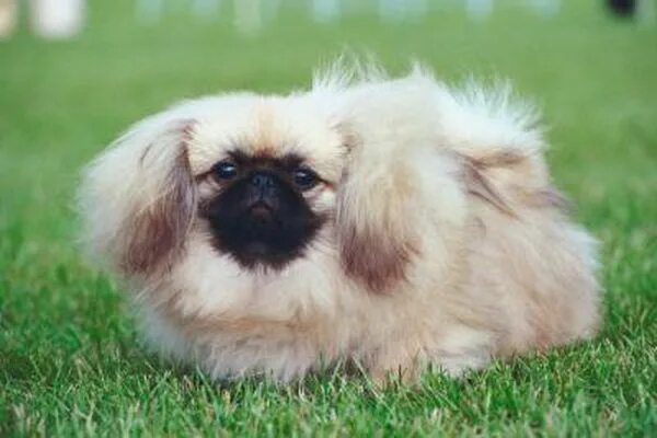 Порода собак пекинес фото When Do Pekingese Stop Growing? Pekingese dogs, Pekingese puppies, Pekingese