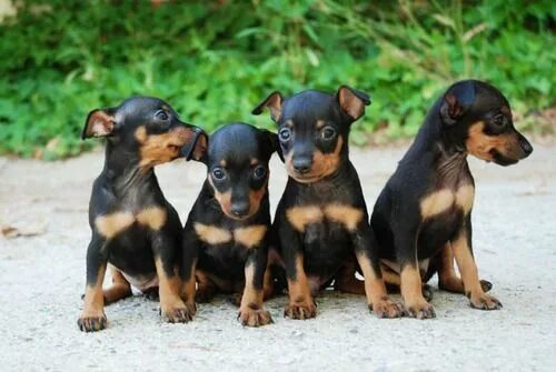 Порода собак пинчер фото Apuntes de por ahí Doberman puppy, Miniature pinscher puppy, Cute puppies