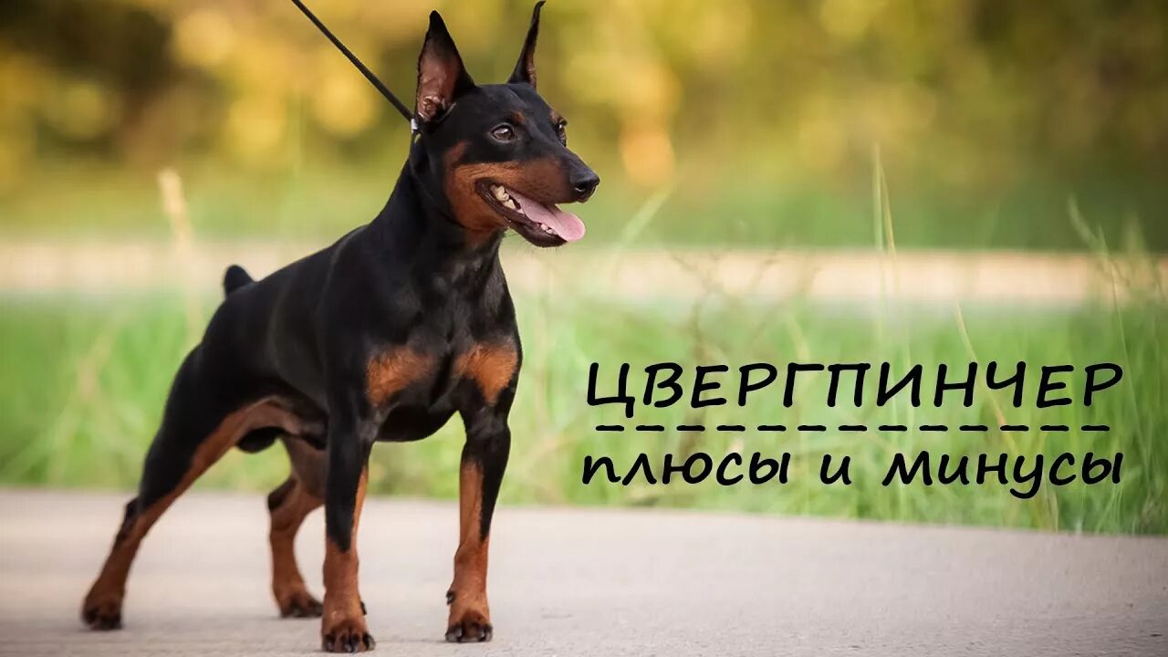 Порода собак пинчер фото ЦВЕРГПИНЧЕР. Плюсы и минусы породы MINI PINSCHER - YouTube