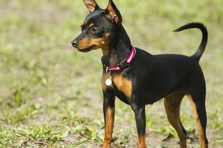 Порода собак пинчер фото цена щенка Pinscher Pinscher miniatura, Perros tranquilos, Perros de compañia