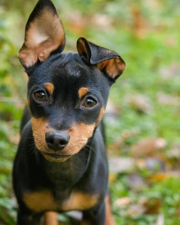 Порода собак пинчер фото цена щенка Miniature Pinscher Small sized breed Miniature pinscher puppy, Mini pinscher, Mi