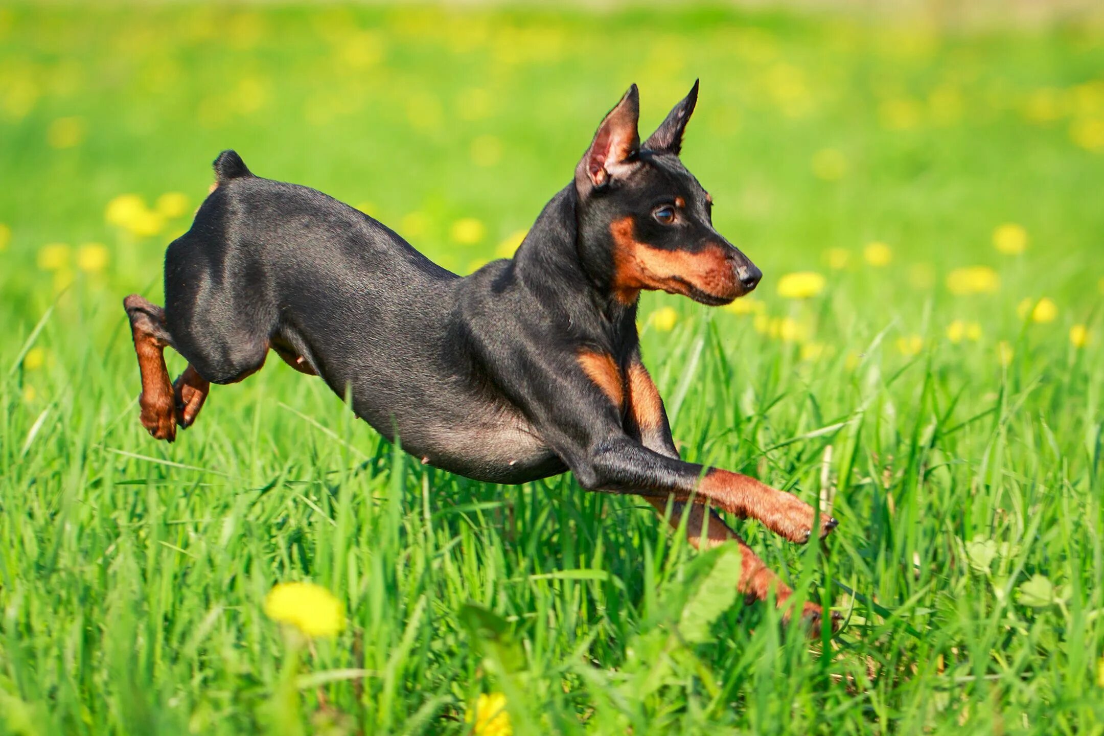 Порода собак пинчер фото цена щенка Miniature Pinschers running Top 10 dog breeds, Miniature pinscher dog, Dog breed