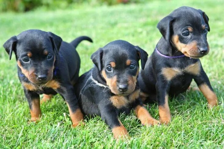 Порода собак пинчер фото цена щенка 100 adorable puppy pictures Doberman puppy, Puppies, Doberman pinscher