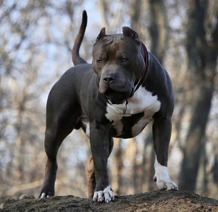 Порода собак питбуль фото Pin by João Batista on BullBanDog Pitbull terrier, Bully breeds dogs, Pit dog