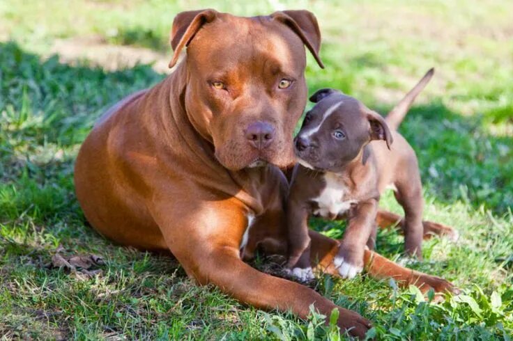 Порода собак питбуль фото Мифы и факты о питбулях Pitbulls, Pitbull terrier, Dog photos