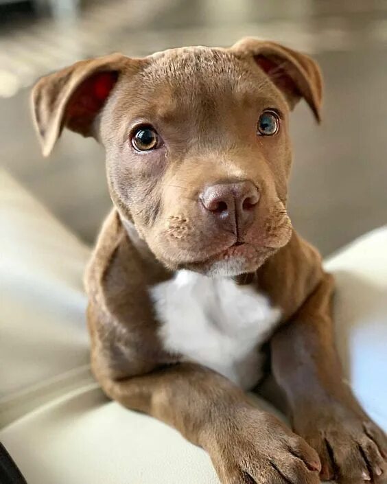 Порода собак питбуль фото Pit Bull Awareness Month: 7 Videos Of Pit Bulls Being Cute, Funny, & Awesome Cut