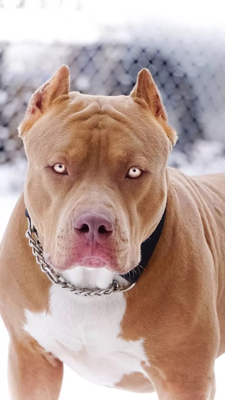 Порода собак питбуль фото Rare pitbull iPhone Wallpaper Razas de perros pitbull, Tatuajes de perros pitbul