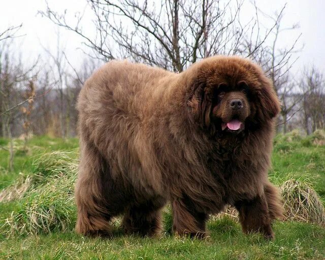 Порода собак похож фото Kramer Expensive dogs, Large dog breeds, Dogs