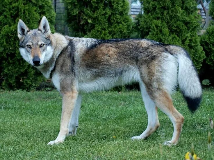 Порода собак похожая на волка фото 10 Uncommon Hybrid Dog Breeds Hybrid dogs, Wolf dog, Dangerous dogs