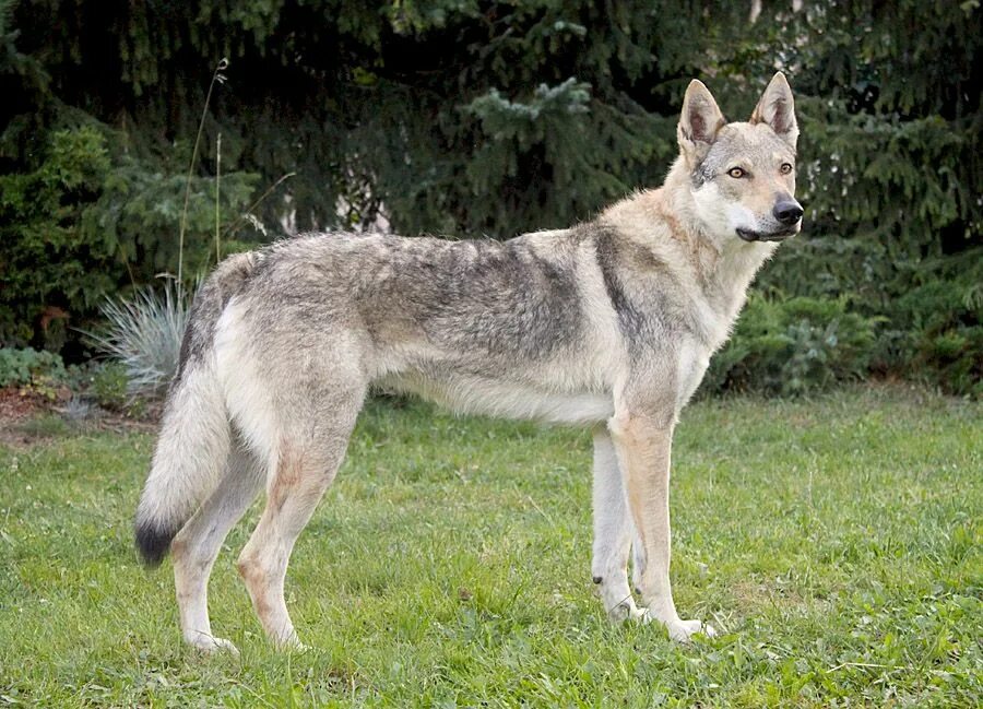 Порода собак похожая на волка фото The Czechoslovakian Wolfdog was a result of an experimental crossing between a C