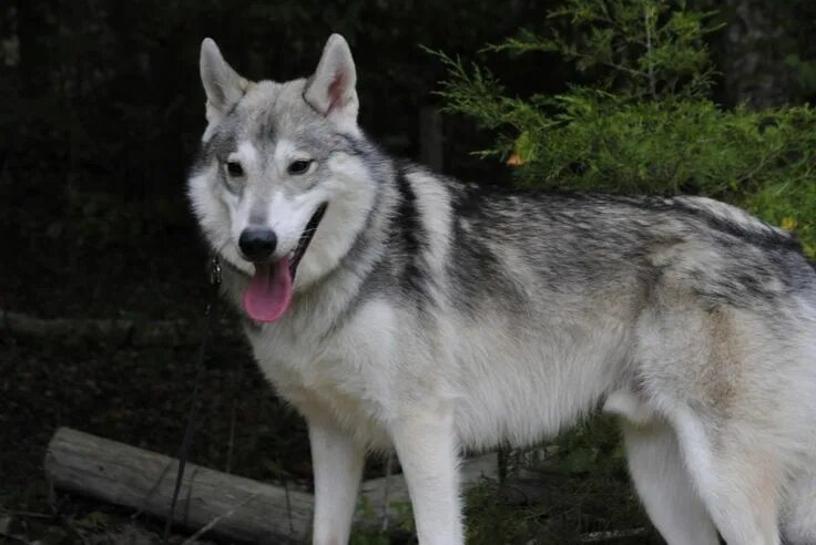 Порода собак похожая на волка фото Tamaskan Club of America ™- Galleries Tamaskan dog, Dog crossbreeds, Wolf dog