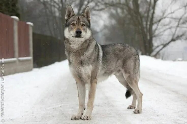 Порода собак похожая на волка фото Czechoslovakian Wolfdog This breed originates from working-line German Shepherds