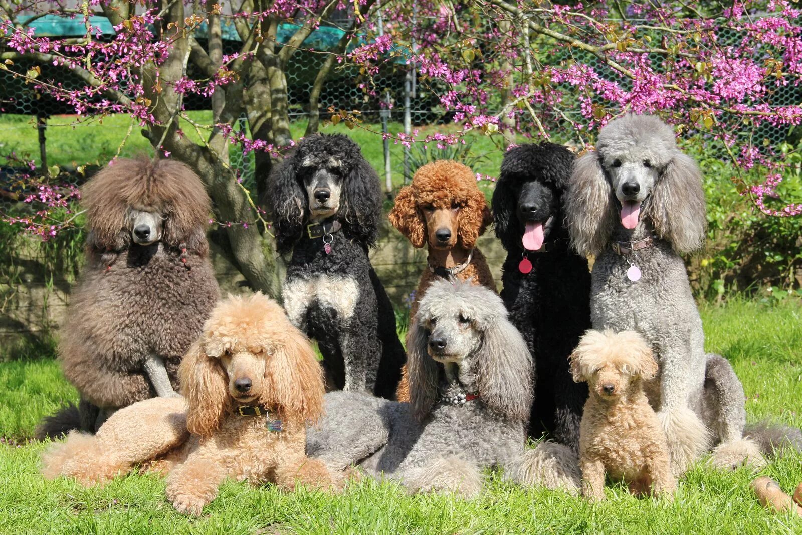 Порода собак пудель фото Most of the Itzapromise poodles Poodle dog, Poodle puppy, Standard poodle