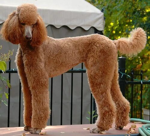 Порода собак пудель фото Karma Freshly Groomed Poodle Haircut