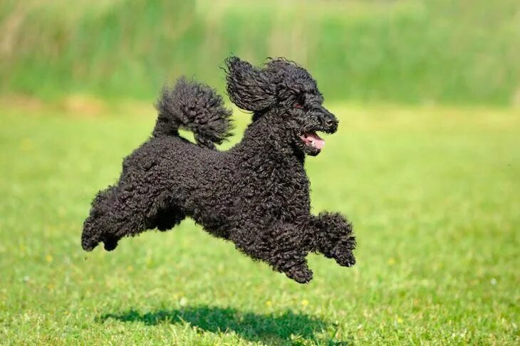 Порода собак пудель фото Pin on Poodle Puppies