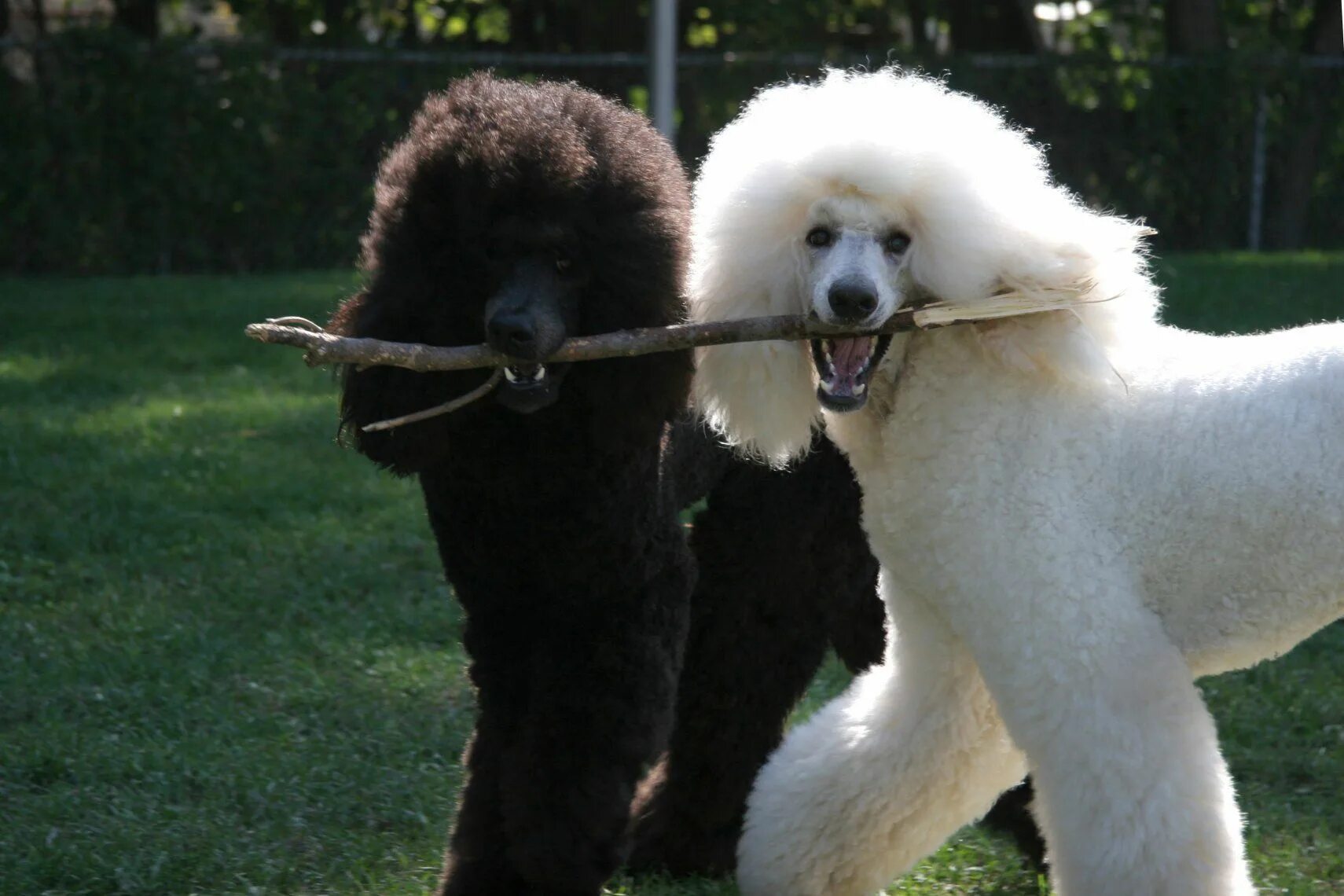 Порода собак пудель фото poodles teamwork...black and white is the best combination! Dog breeds, Standard