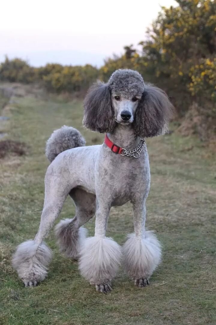 Порода собак пудель фото Pin on Standard Poodles Poodle haircut, Poodle puppy, Poodle puppy standard