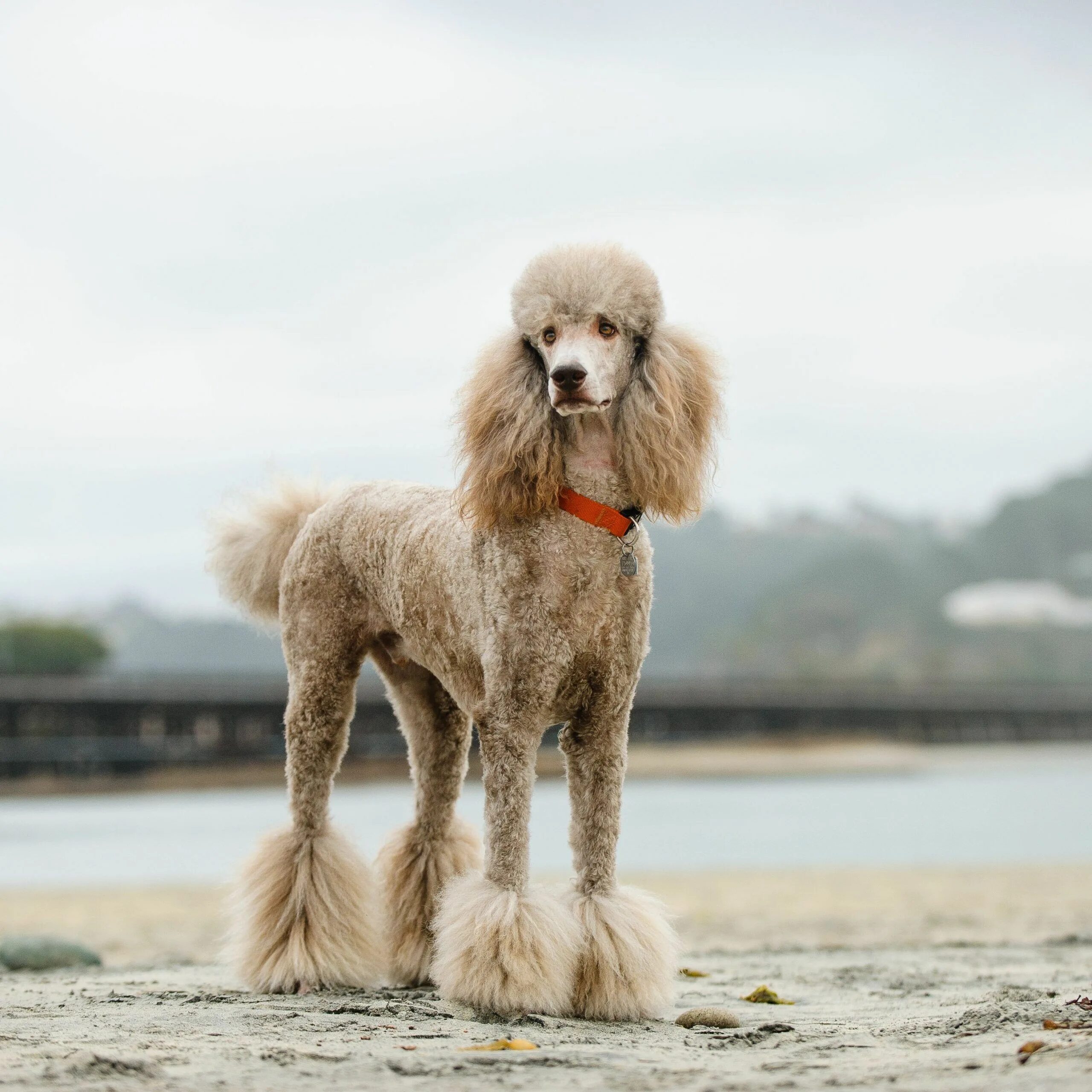 Порода собак пудель фото цена You spend more time planning your Poodle’s birthday party than you do your own. 