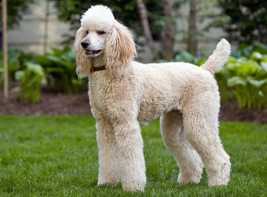 Порода собак пудель фото цена Poodle dog, Dog breeds, Smartest dog breeds