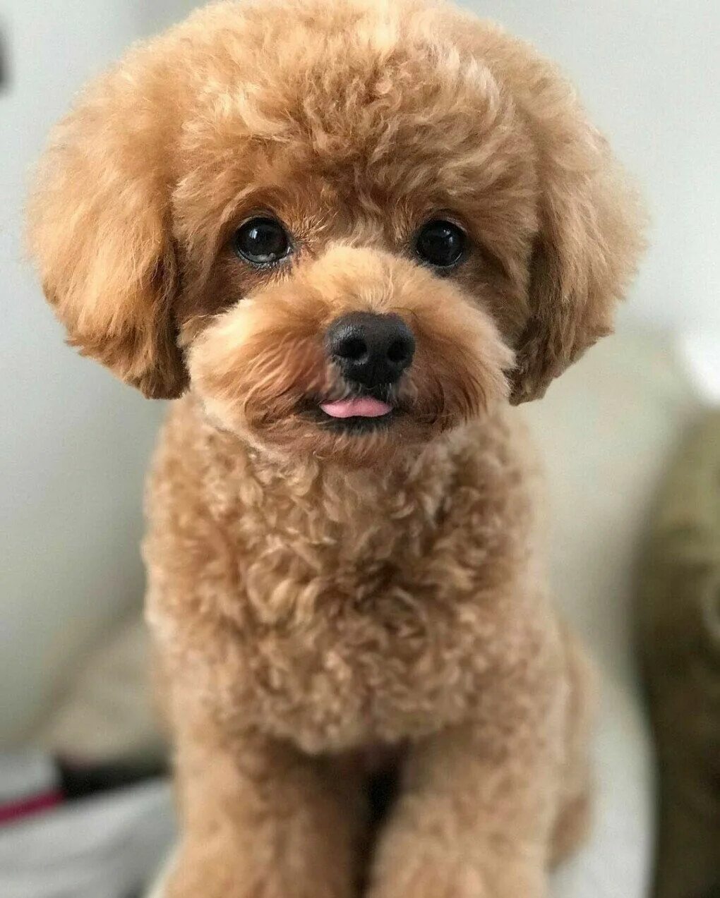 Порода собак пудель фото цена Карликовый пудель коричневый (31 фото) Poodle haircut, Dog haircuts, Toy poodle 