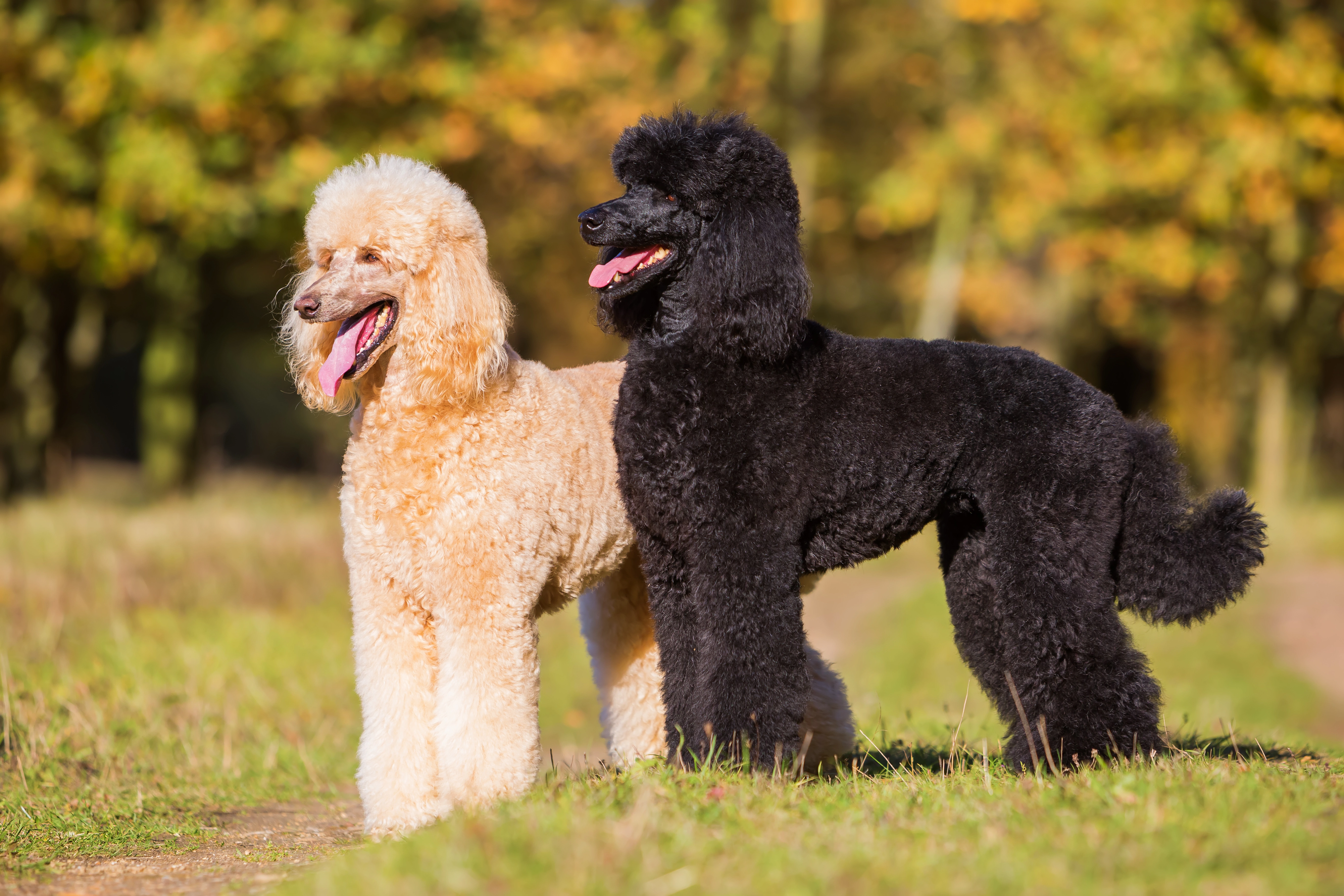 Порода собак пудель фото цена British Poodle Cheap Sale www.ulthera.ru