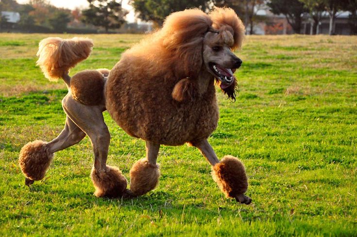 Порода собак пудель фото цена Image result for poodles Poodle, Dog breeds, Poodle dog