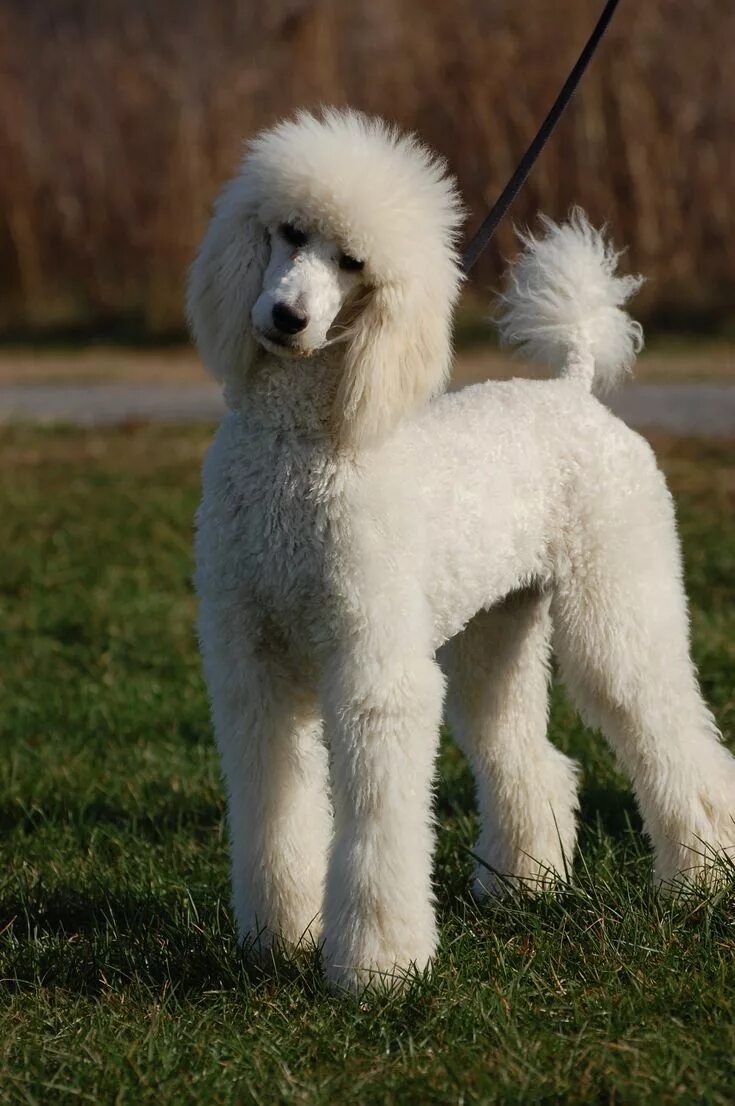 Порода собак пудель фото цена Serious Harry. Standard poodle cuts, Poodle cuts, Standard poodle