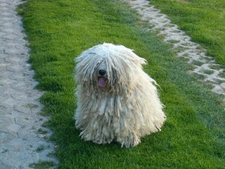 Порода собак пули фото Facts About the Hungarian Puli (Or, the Mop Dog) Puli dog, Puli dog breed, Mop d