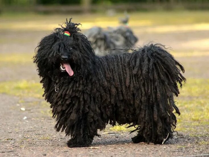 Порода собак пули фото Learn All About the Puli Dog Puli dog, Puli dog breed, Pet care dogs