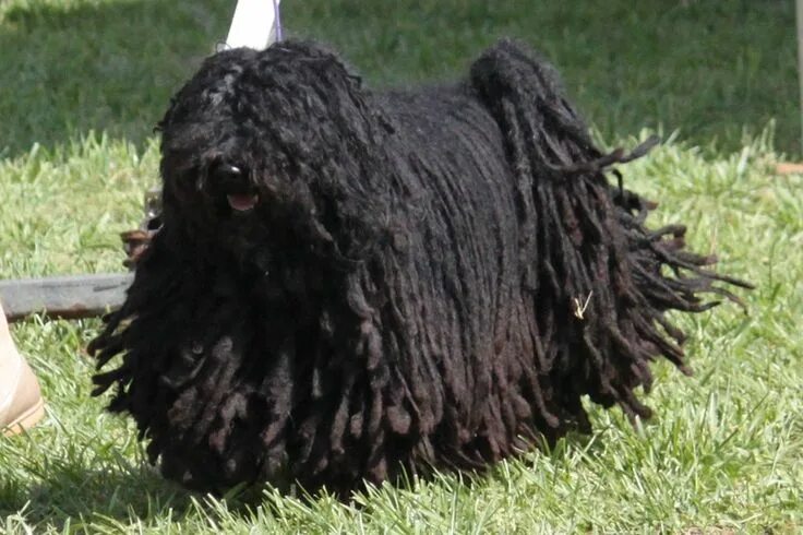 Порода собак пули фото Puli Breed haha its a mop Dog breed info, Puli dog breed, Puli dog