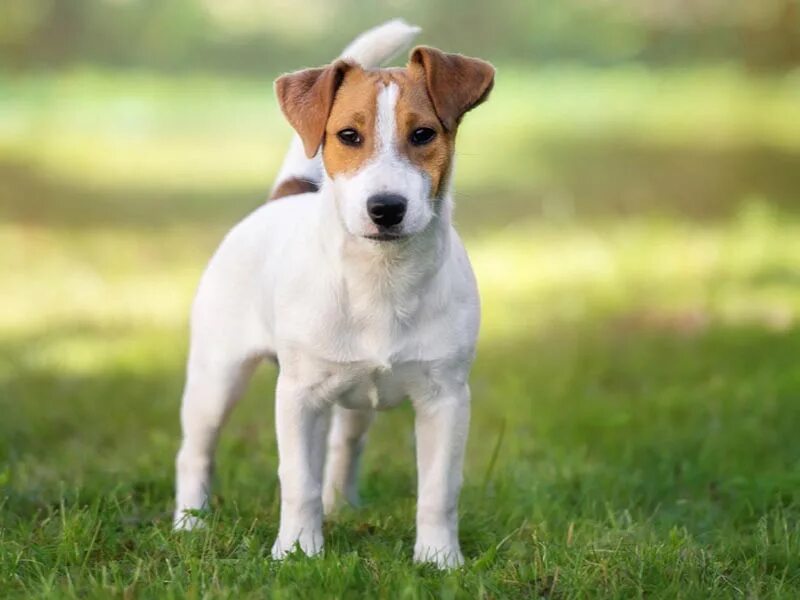 Порода собак рассел терьер фото Jack Russell Terrier Allergies on Sale www.ulthera.ru