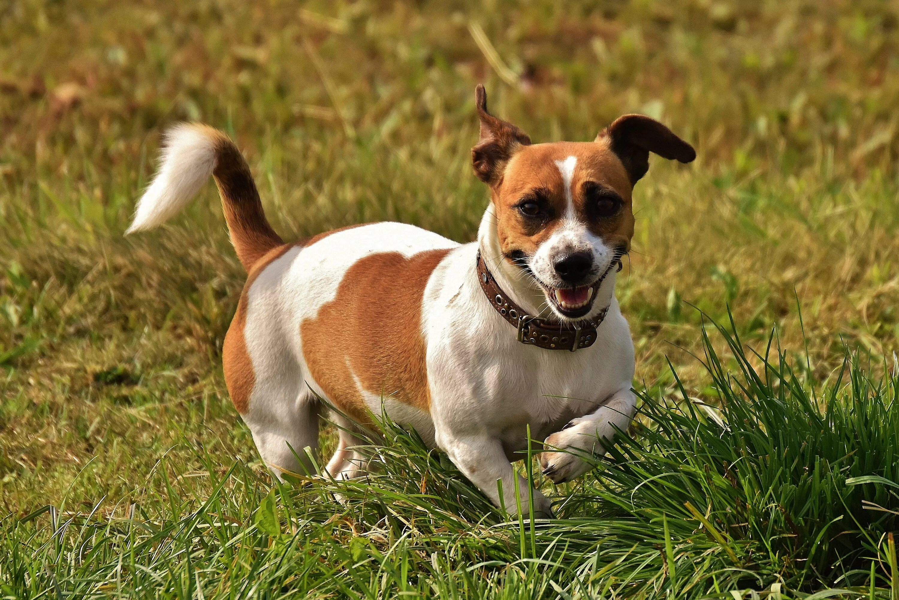 Порода собак рассел терьер фото 1920x1080 wallpaper brown and white short coated dog Peakpx