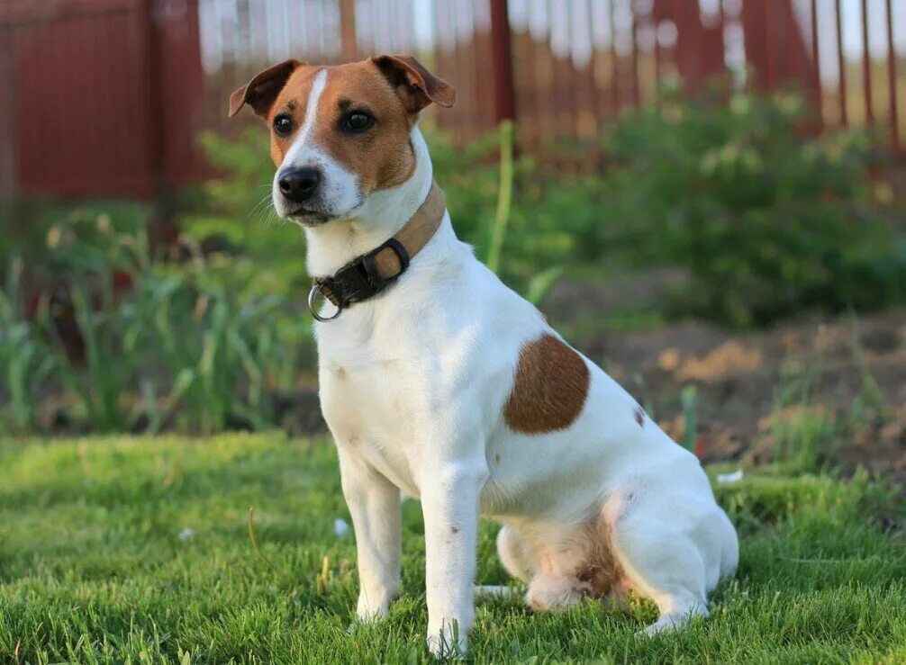 Порода собак рассел терьер фото How to choose and buy a Jack Russell Terrier breed dog on a bulletin board in Is