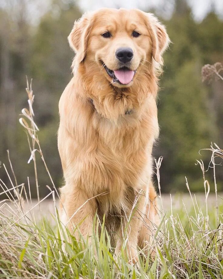 Порода собак ретривер фото Instagram post by Jaxson & Sadie * May 6, 2017 at 12:29pm UTC Golden retriever, 