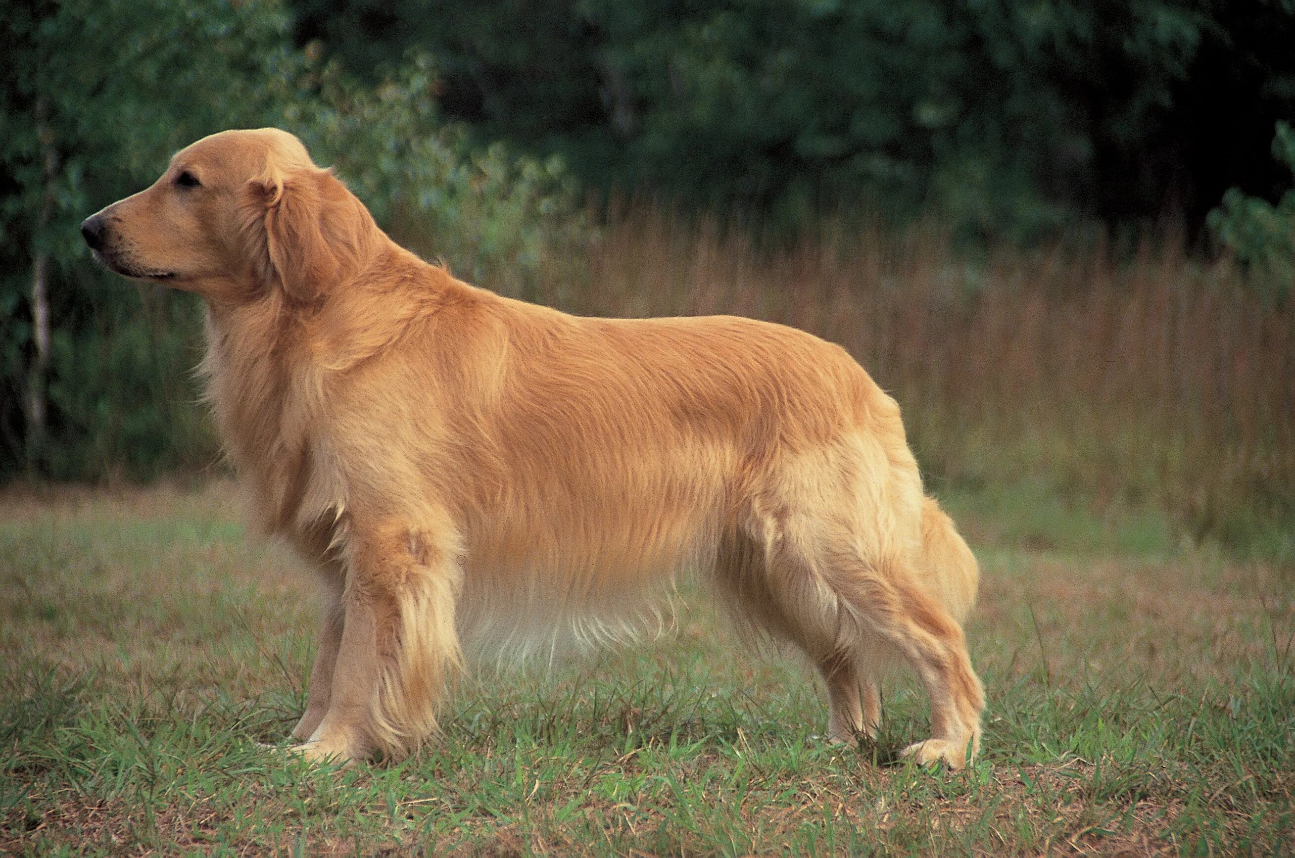 Порода собак ретривер фото Golden Retriever IV Golden retriever breed, Dogs golden retriever, Golden retrie