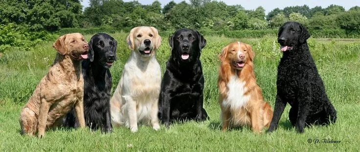 Порода собак ретривер фото Alle 6 Retrieverrassen : Chesapeak Bay Retriever, Flat Coated Retriever, Golden.