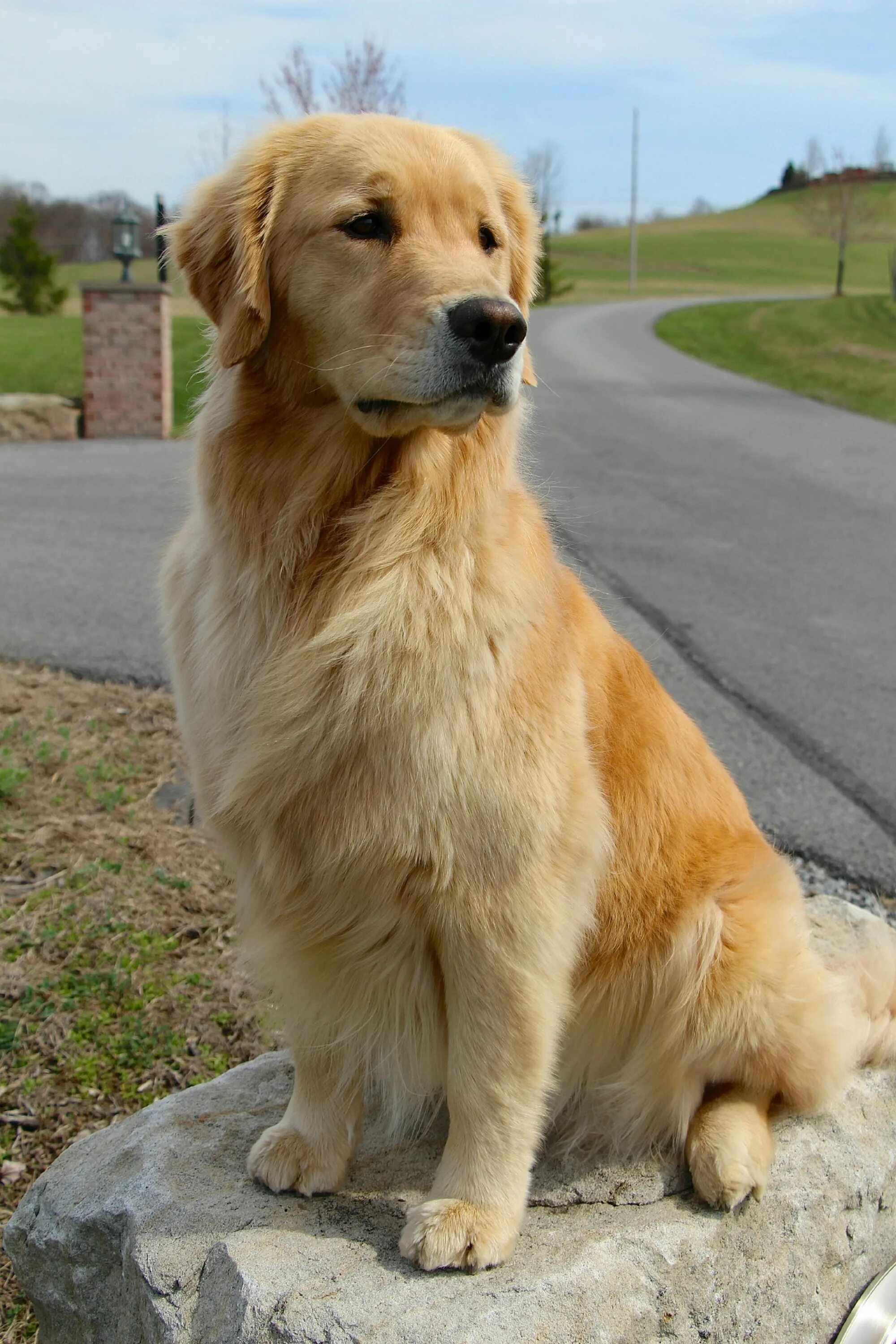 Порода собак ретривер фото Cute Golden Retriever Dog Sit Waiting and Looking at the Road in 2023 Dogs golde