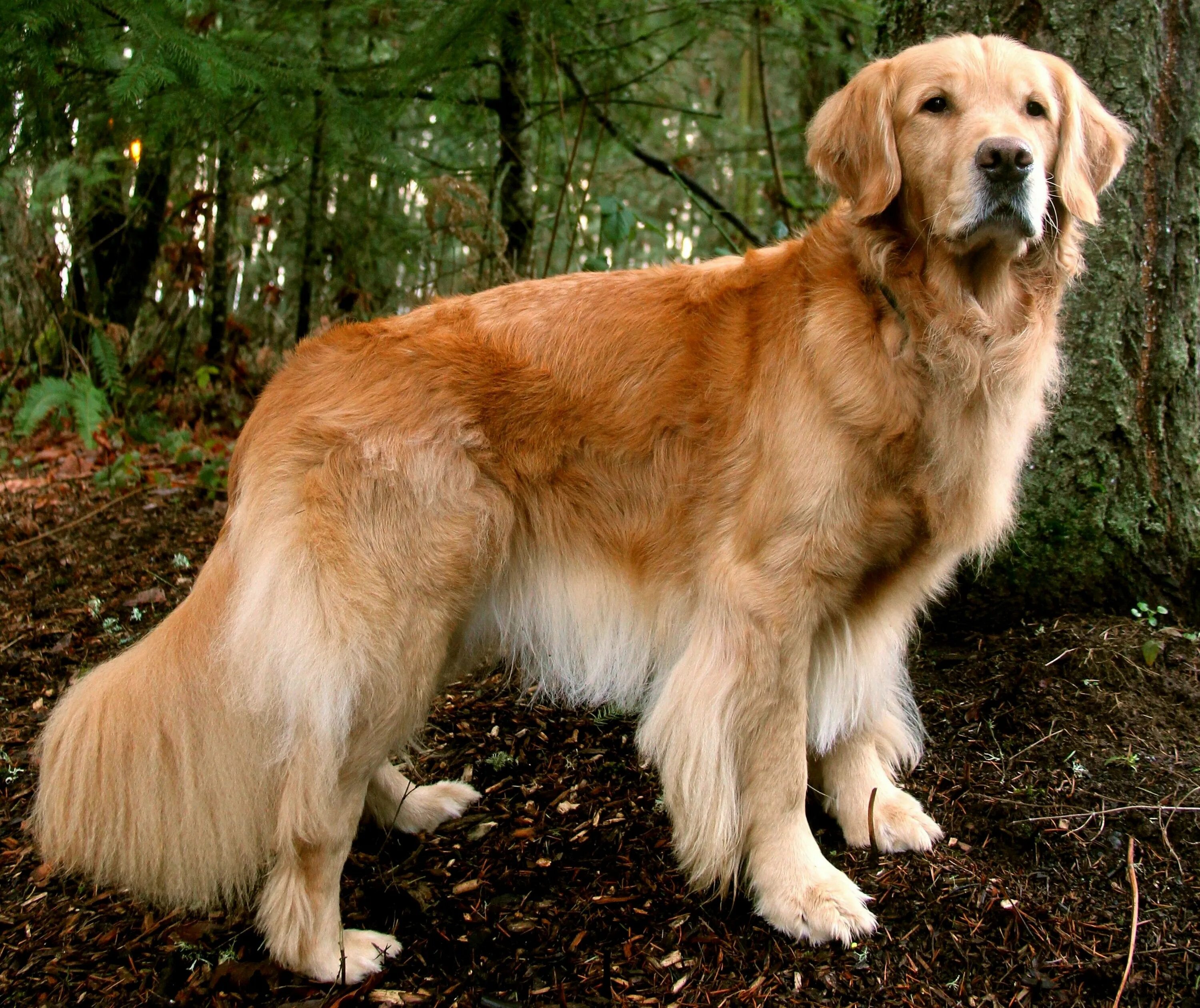 Порода собак ретривер фото Golden Retriever Golden retriever, Beautiful dogs, Retriever