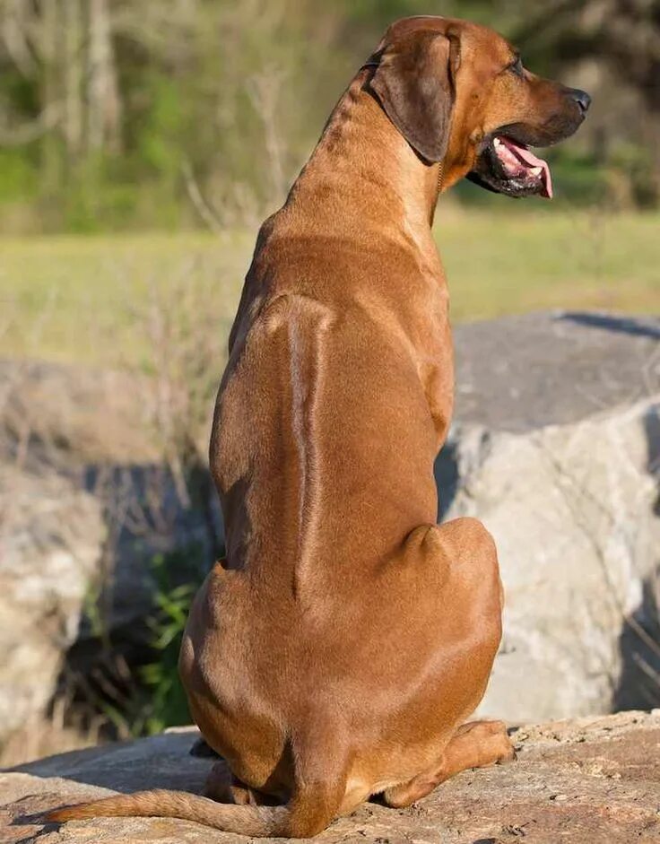 Порода собак риджбек фото Rhodesian Ridgeback - South African dog breed - K9 Research Lab Rhodesian ridgeb